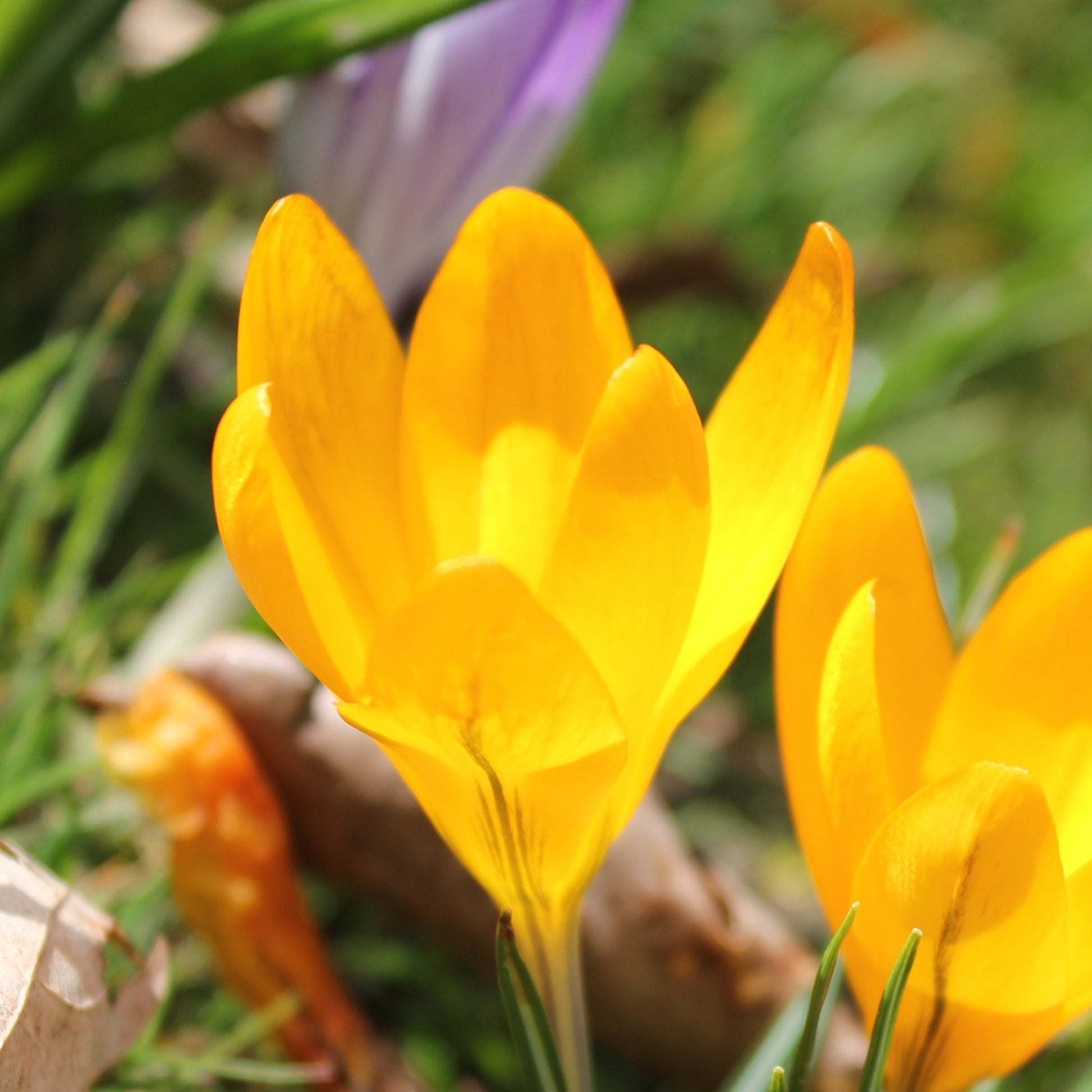 Crocus Golden Yellow