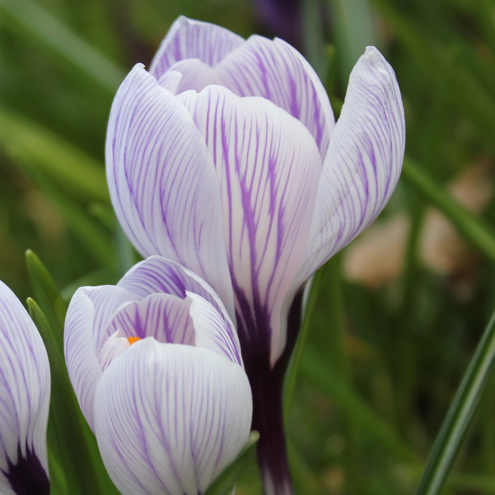 Crocus Pickwick