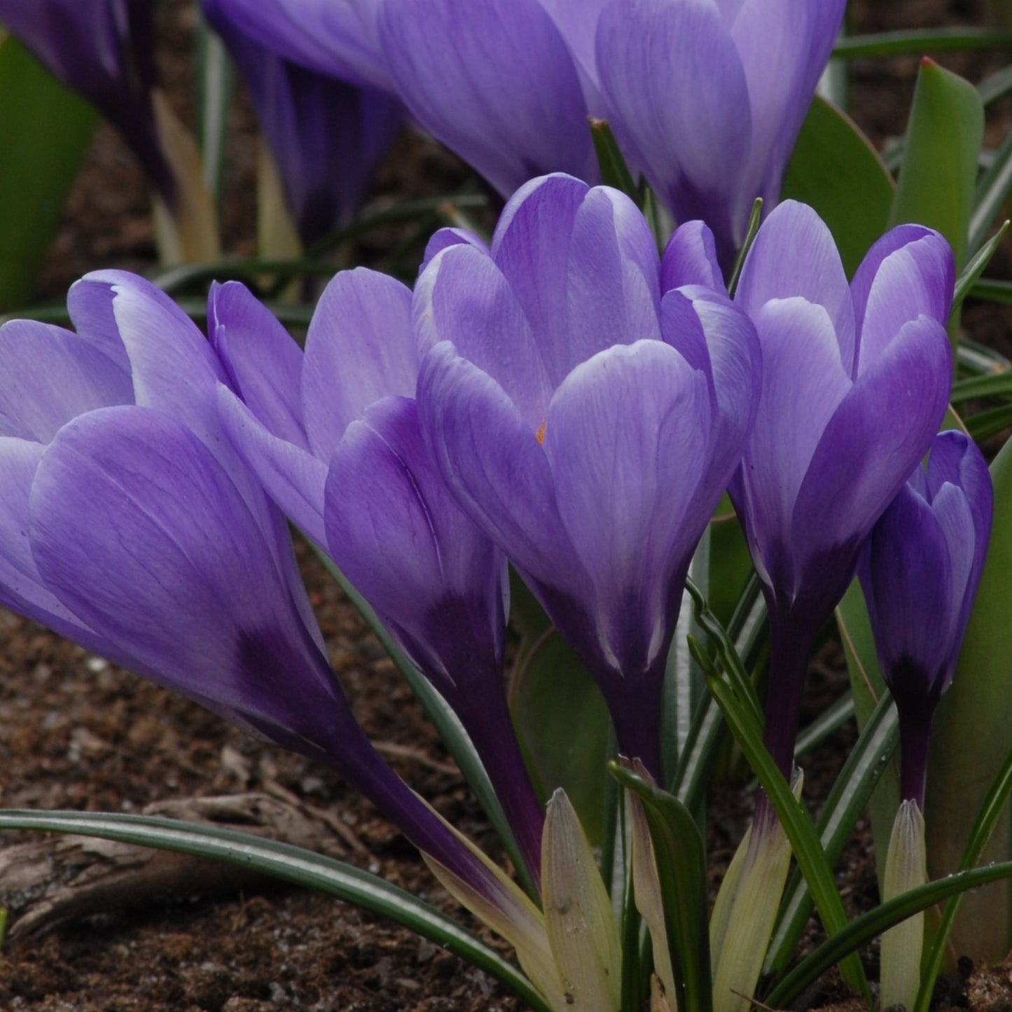 Crocus Remembrance