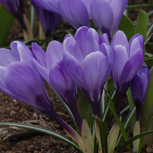 Crocus Remembrance