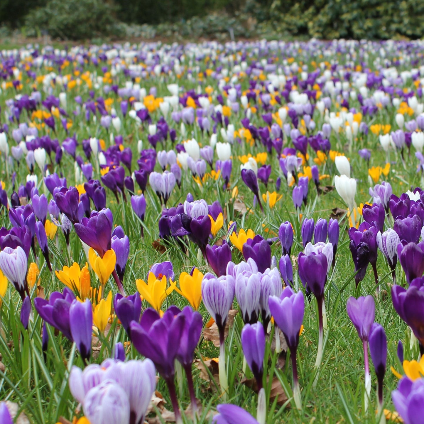 Crocus Mixed Large flowering
