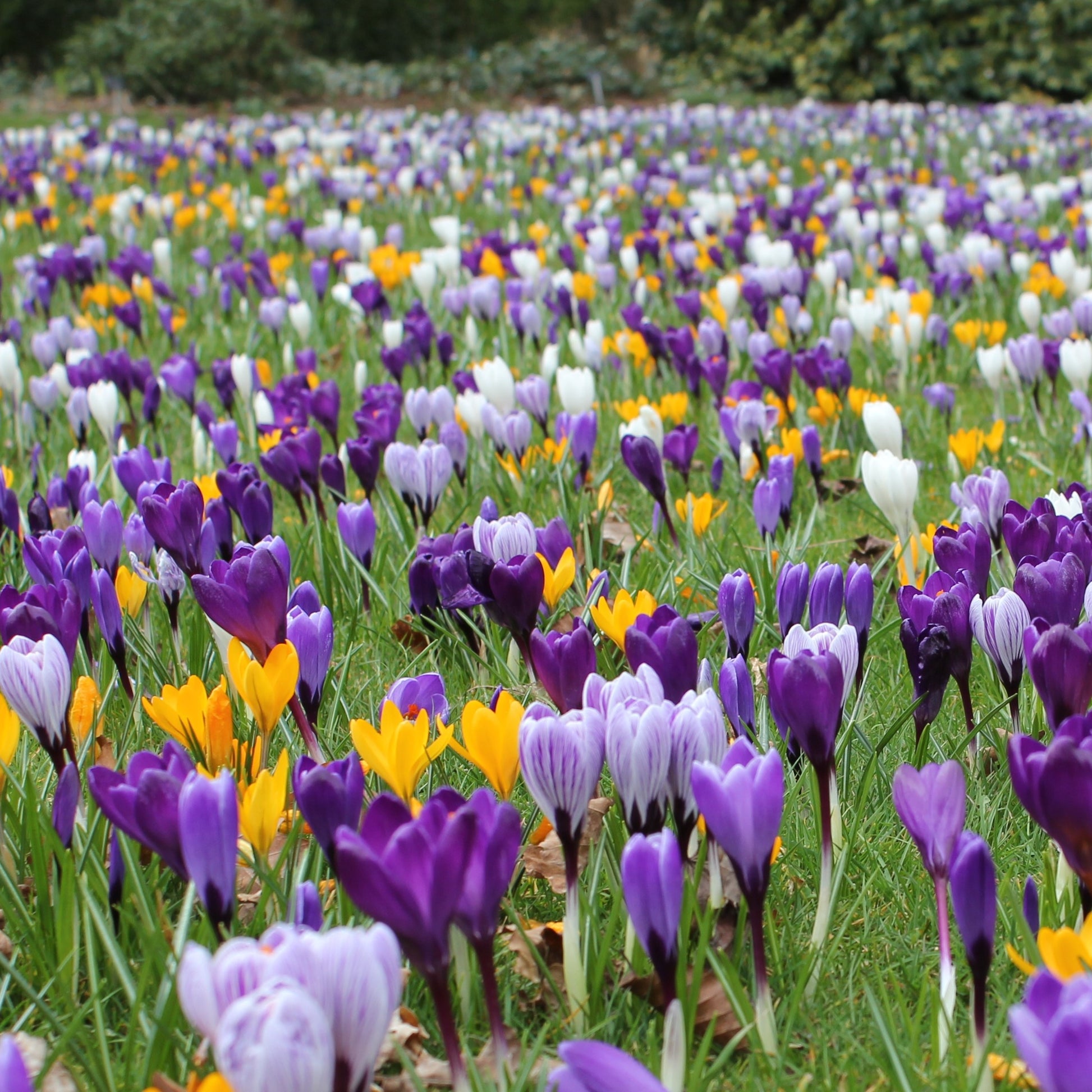 Crocus Mixed Large flowering