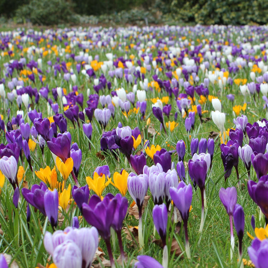Crocus Mixed Large flowering