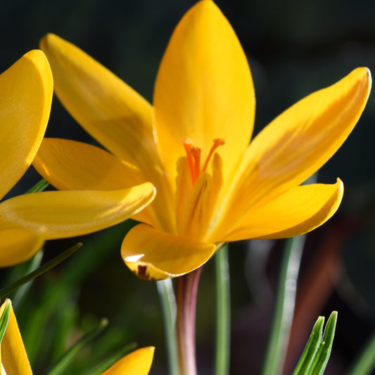 Crocus angustifolius (Cloth of gold)