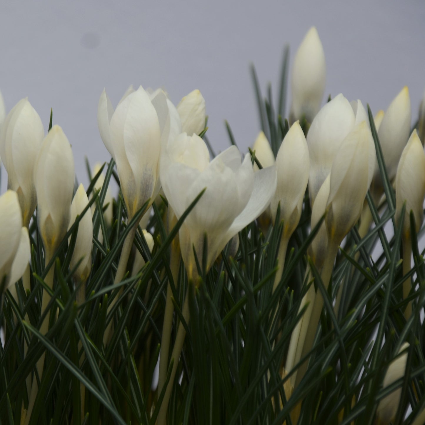 Crocus biflorus 'Miss Vain'
