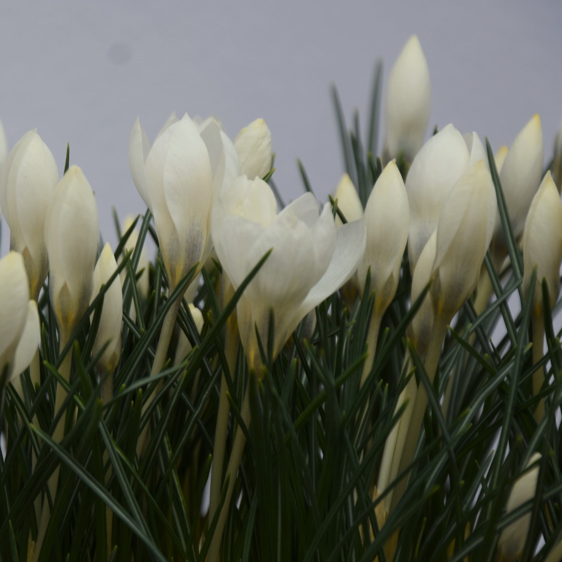 Crocus biflorus 'Miss Vain'