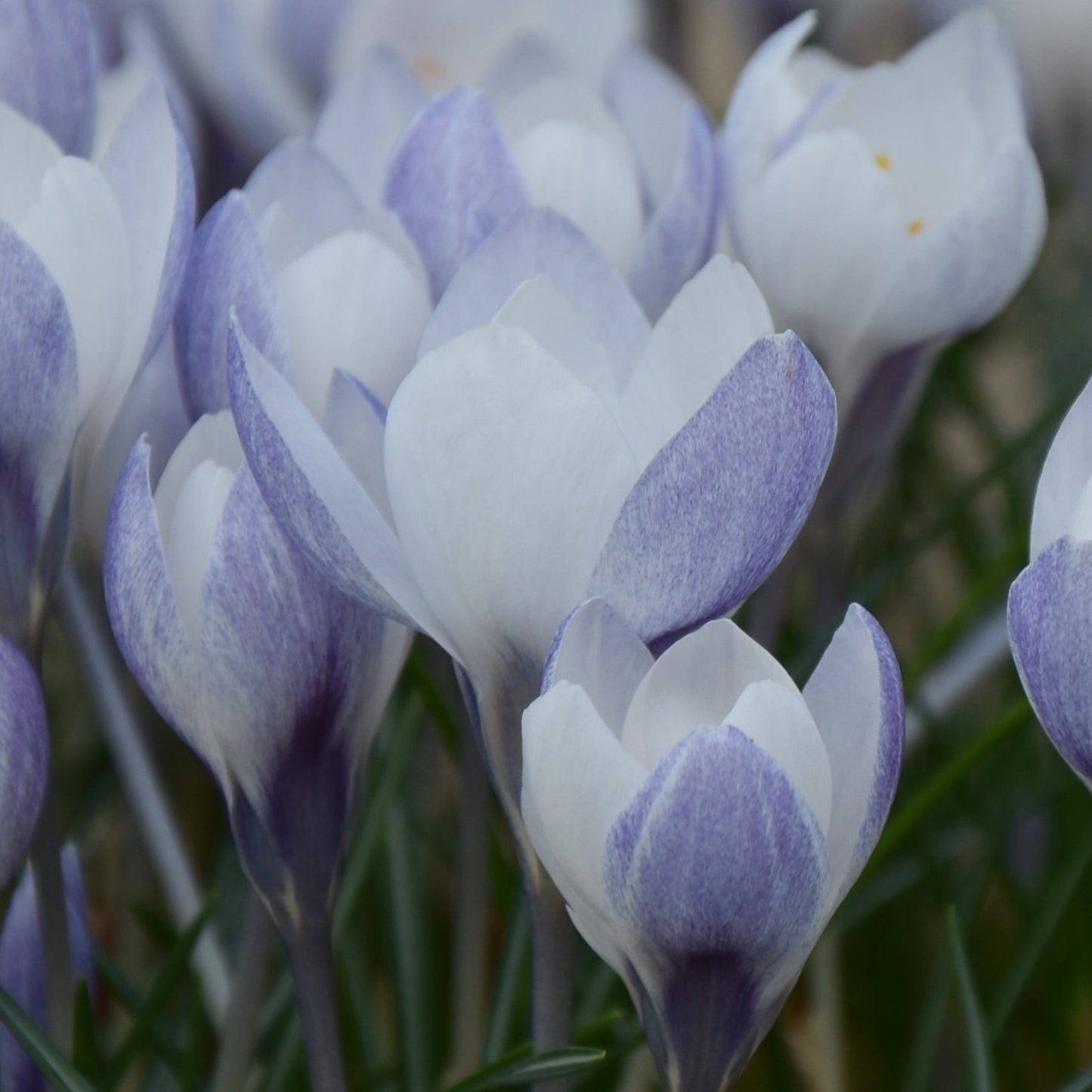 Crocus biflorus weldenii 'Fairy'
