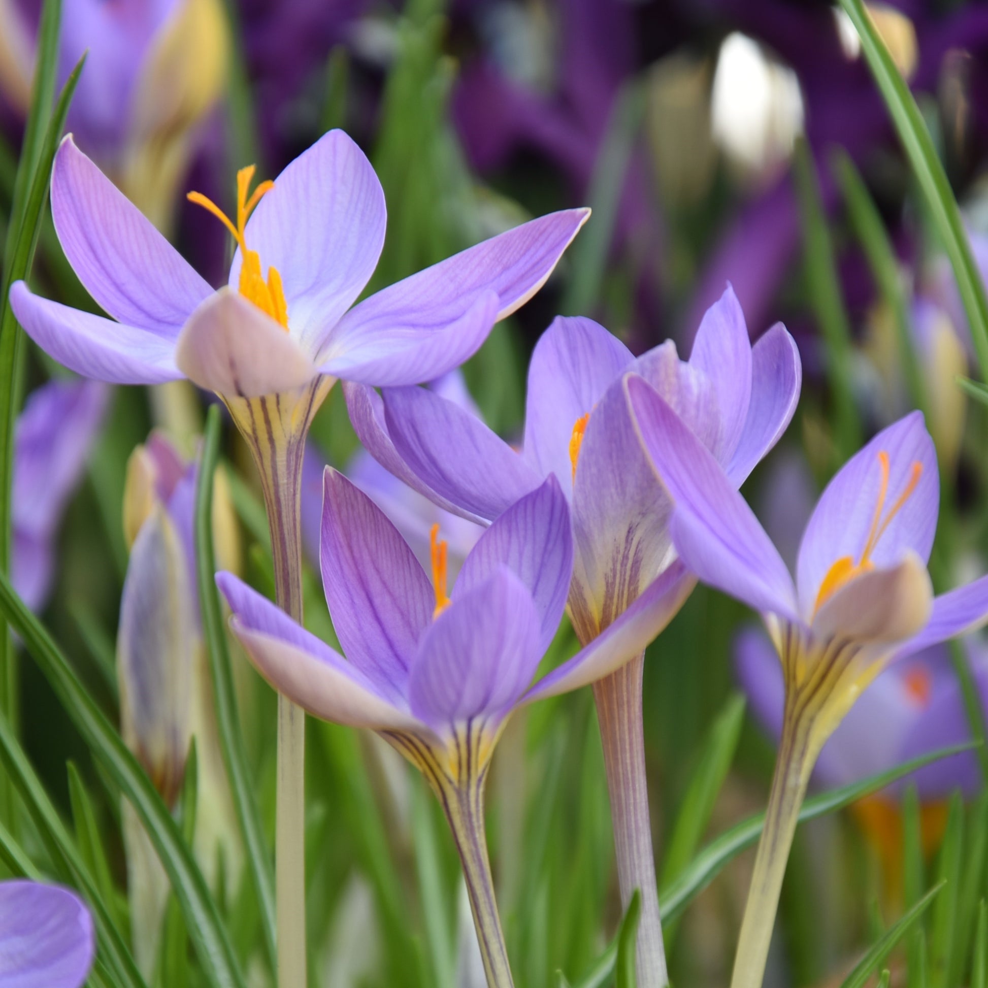 Crocus corsicus