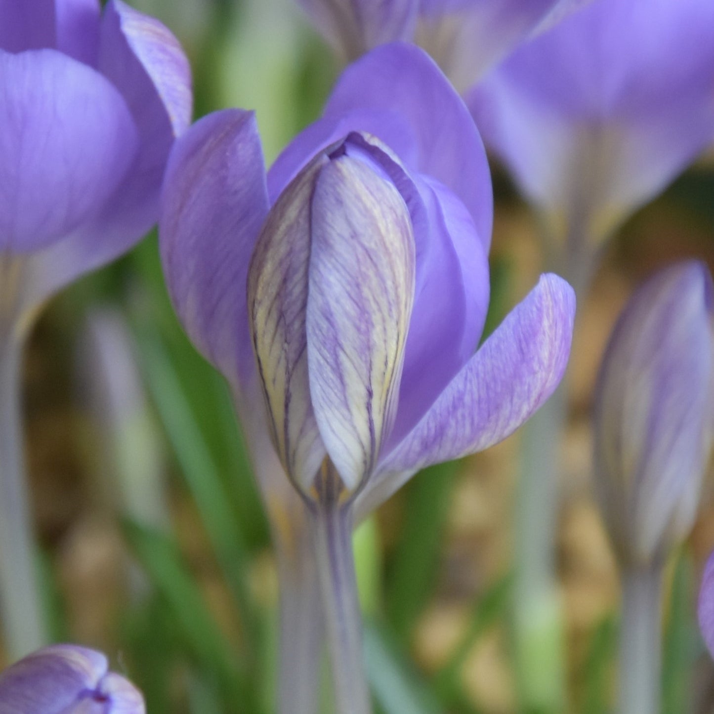 Crocus etruscus Zwanenburg