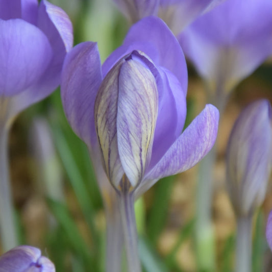 Crocus etruscus Zwanenburg