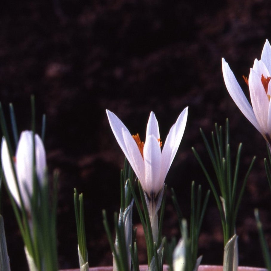 Crocus fleischeri