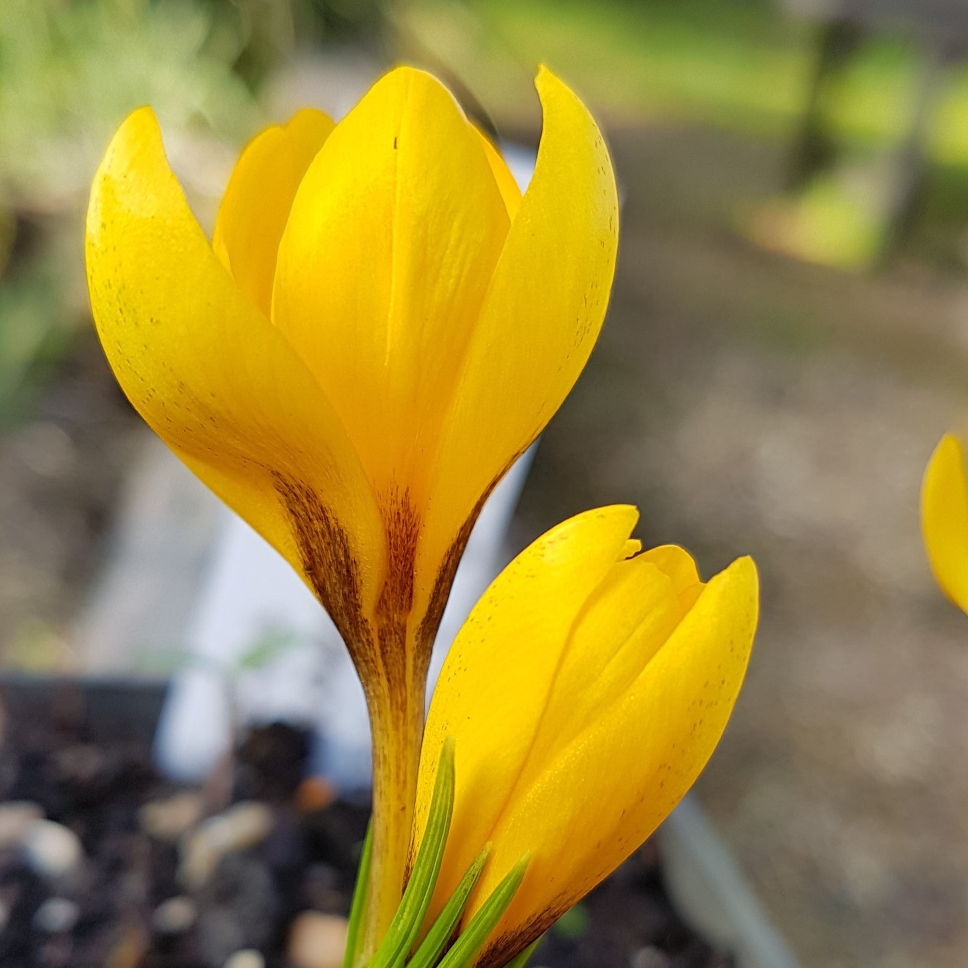 Crocus korolkowii 'Kiss of Spring'