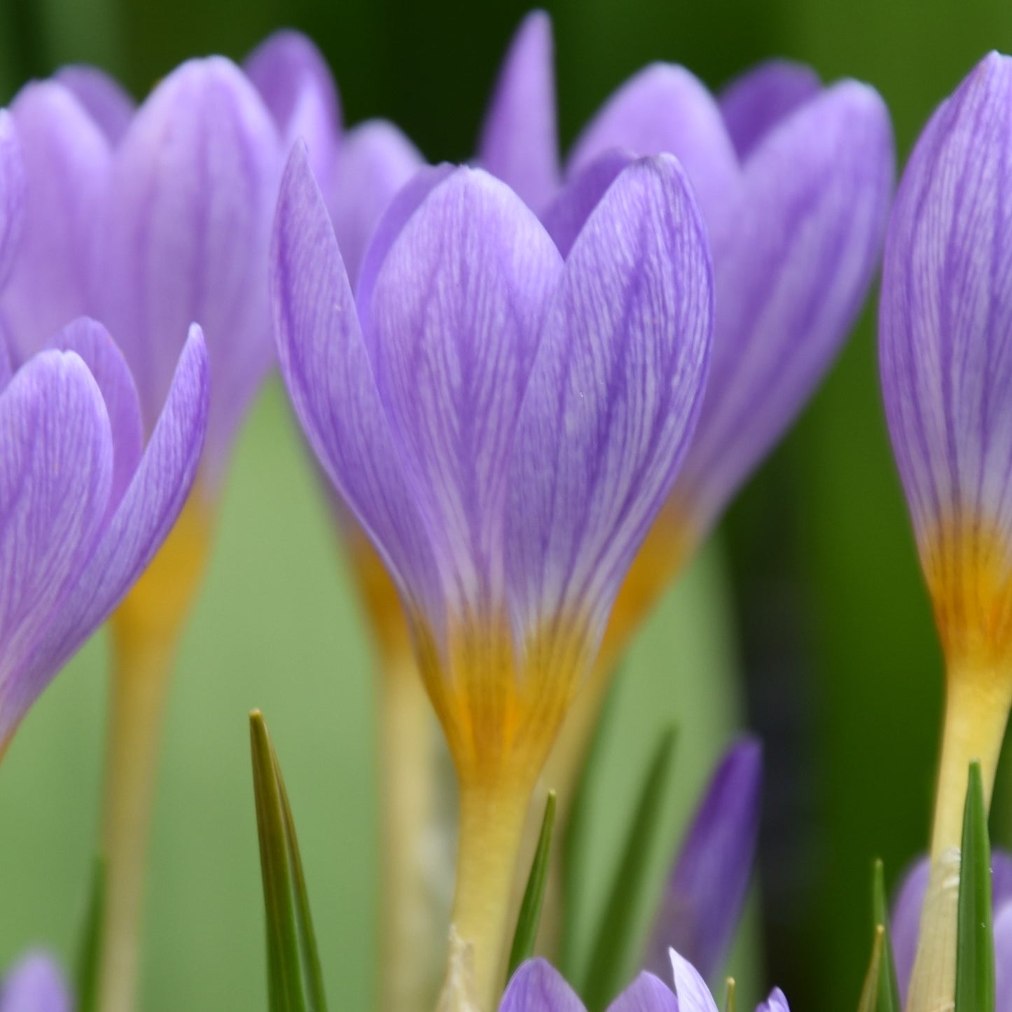 Crocus kosaninnii 'April View'.