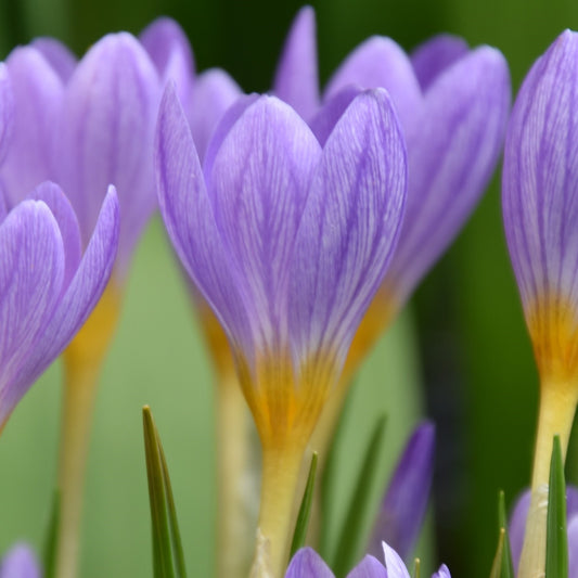 Crocus kosaninnii 'April View'.