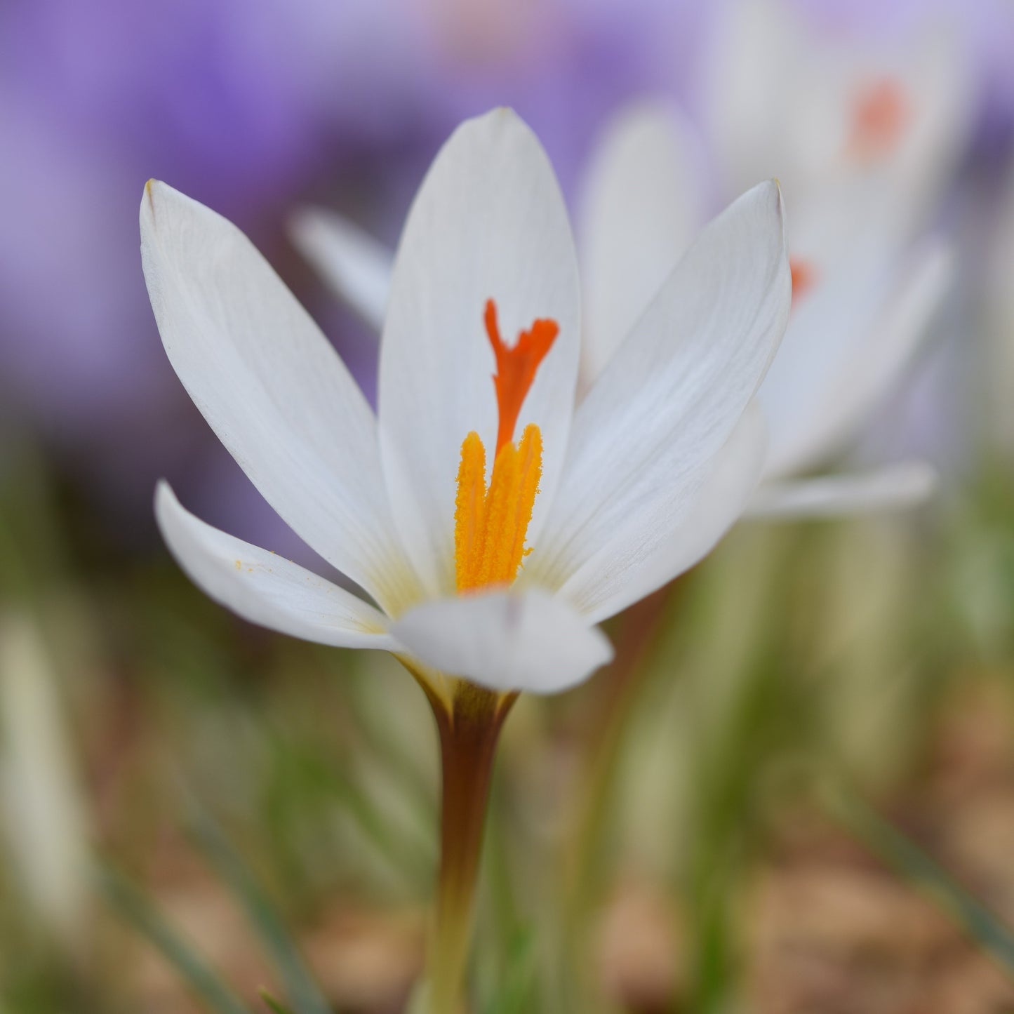 Crocus malyi