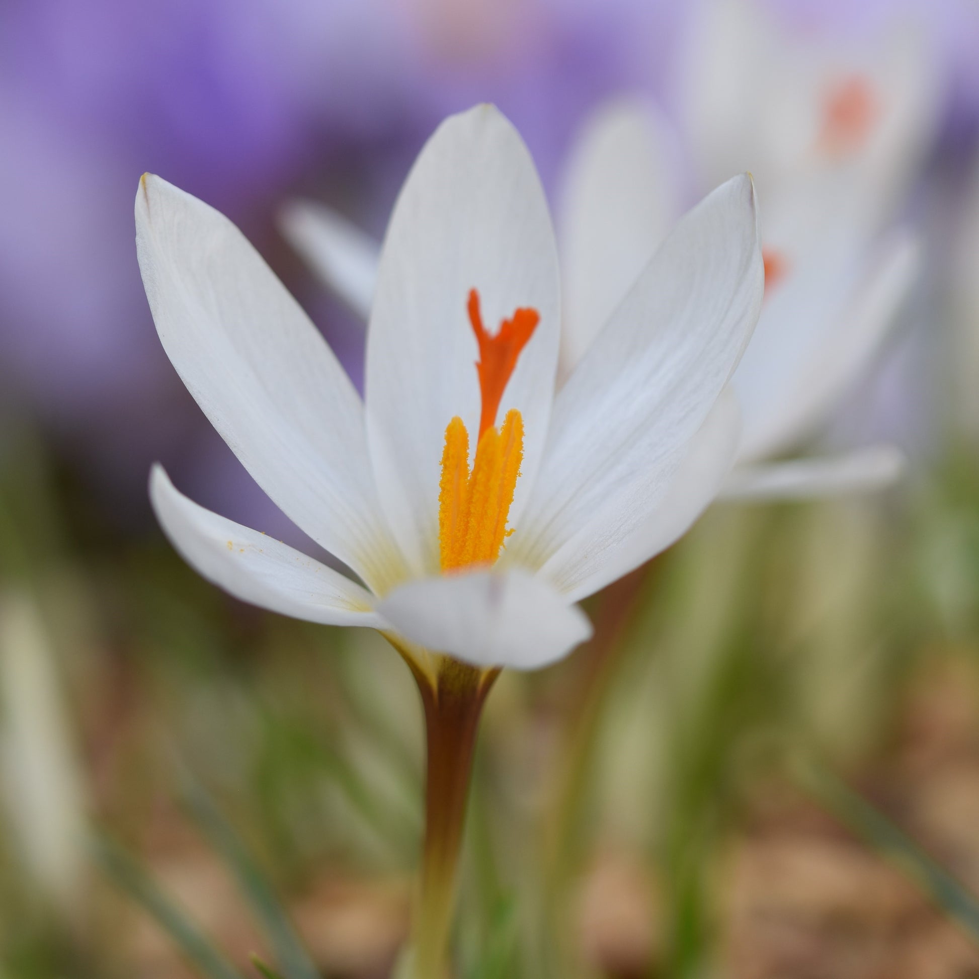 Crocus malyi