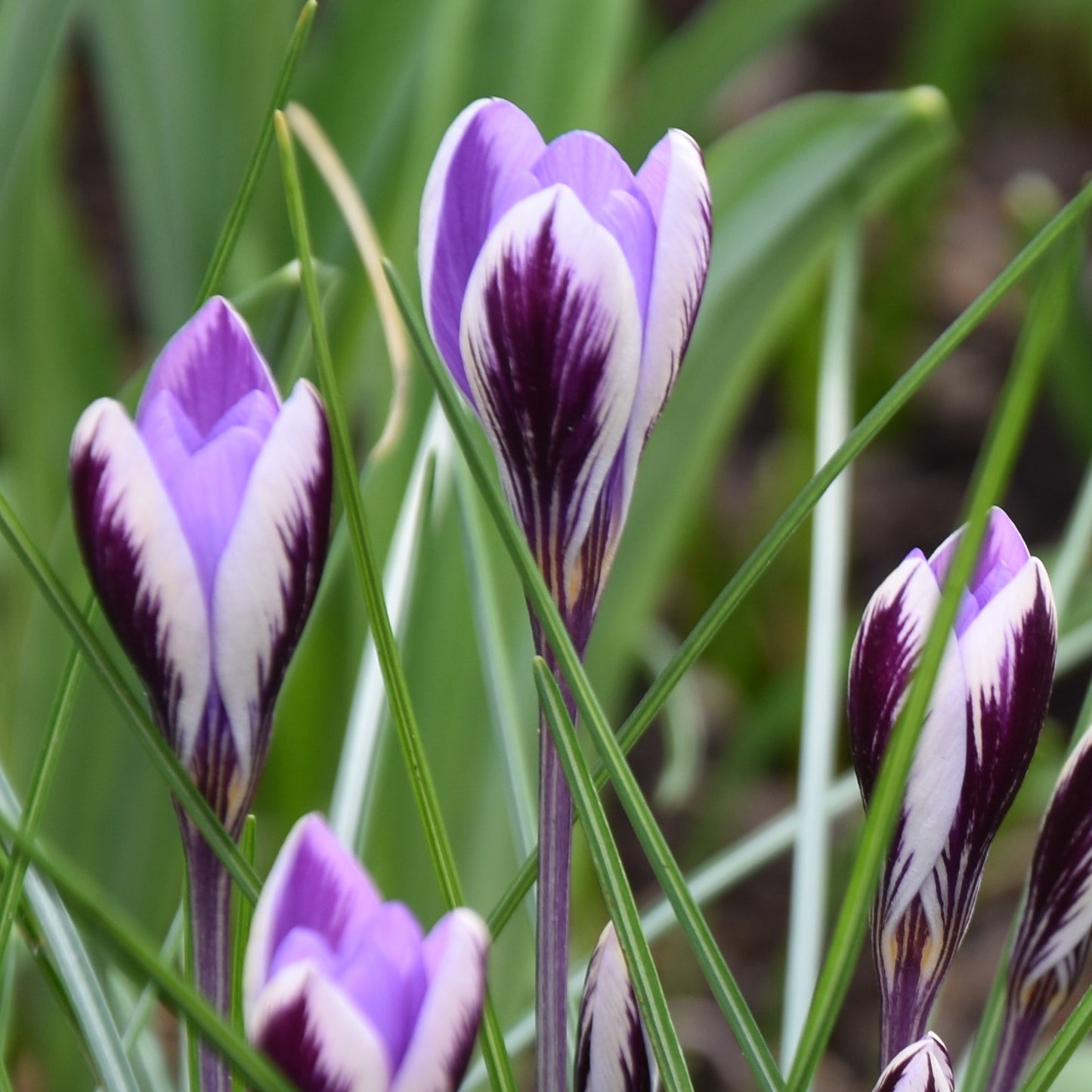 Crocus minimus