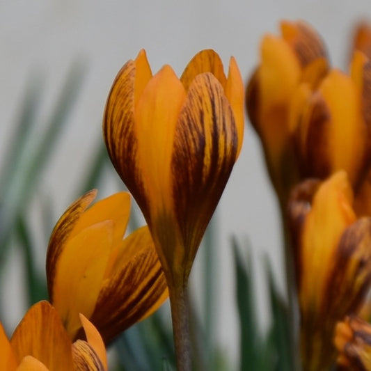Crocus olivieri ssp. balansae Zwanenburg