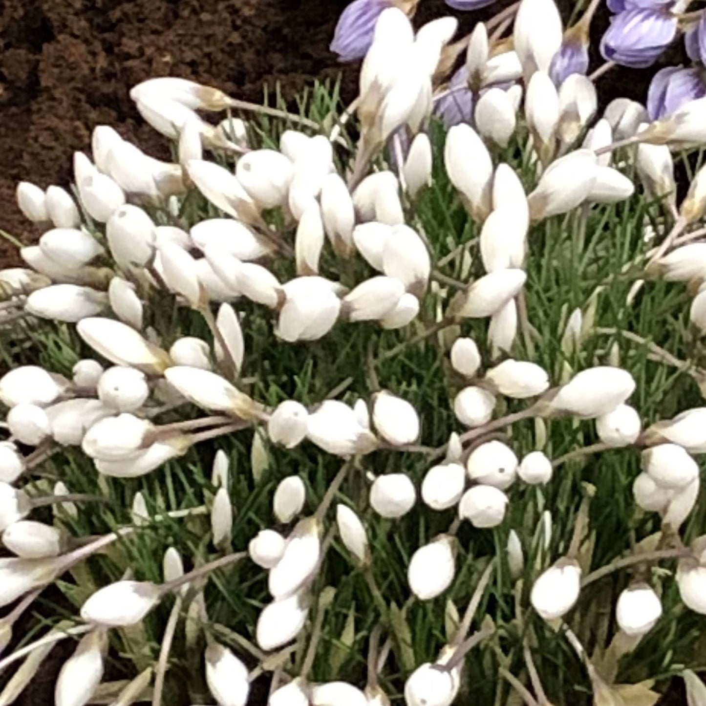 Crocus Polar Bear