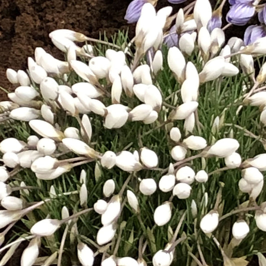 Crocus Polar Bear