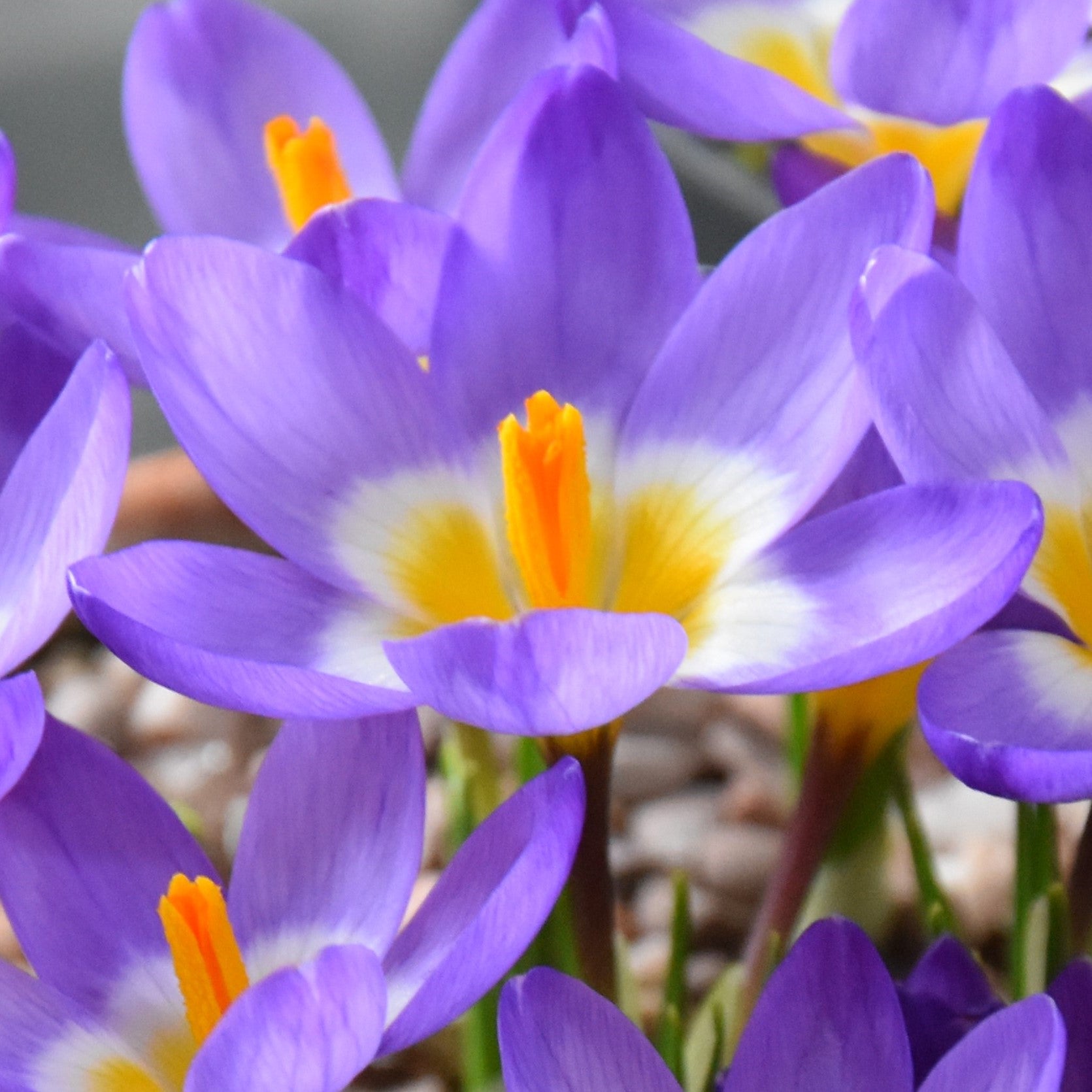 Crocus sieberi ssp. sublimis Tricolor