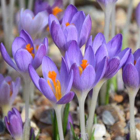 Crocus tommasinianus