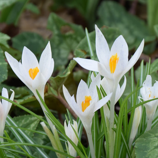 Crocus tommasinianus Albus
