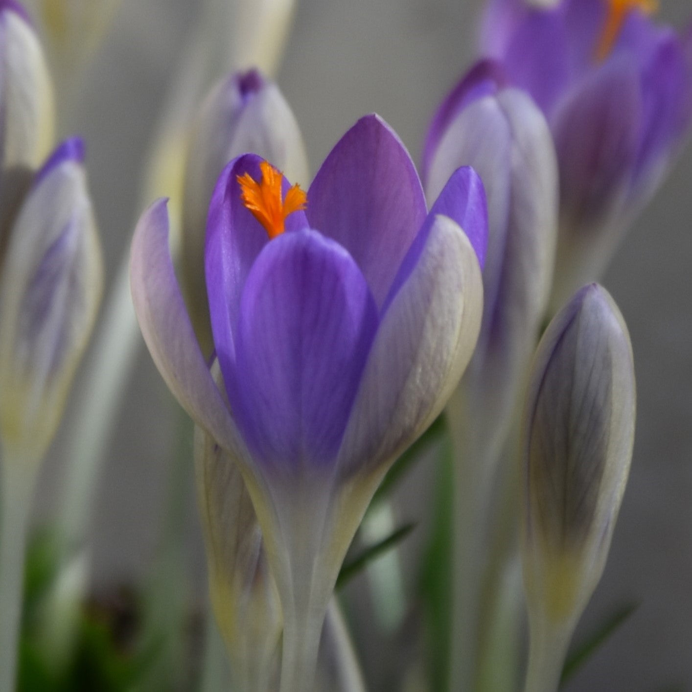 Crocus tommasinianus 'Lilac Beauty'