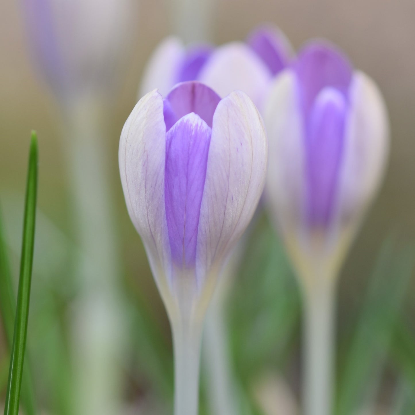 Crocus tommasinianus 'Pictus'