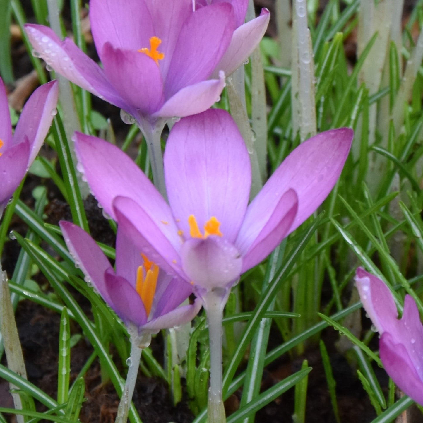 Crocus tommasinianus 'Roseus'