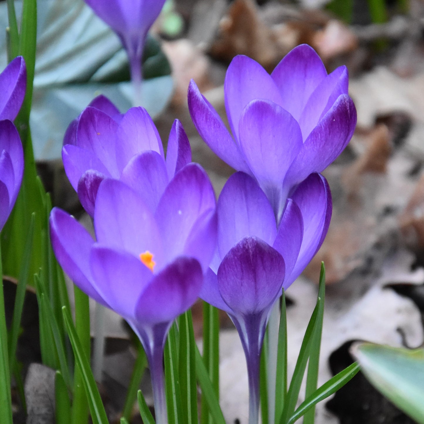 Crocus tommasinianus 'Ruby Giant'