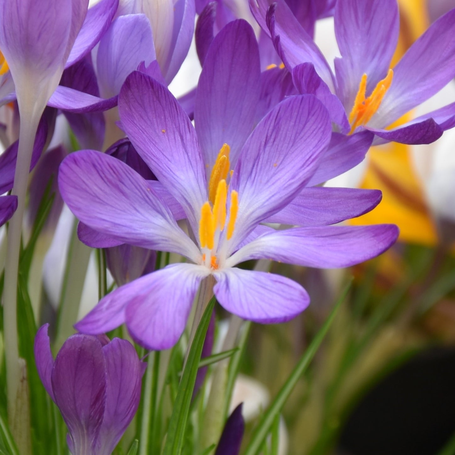 Crocus tommasinianus 'Whitewell Purple'