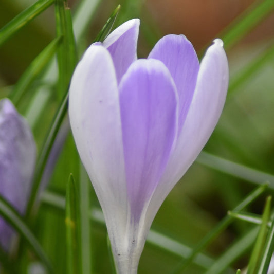 Crocus Vanguard