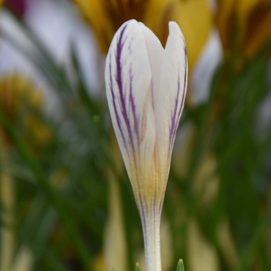 Crocus versicolor 'Picturatus'