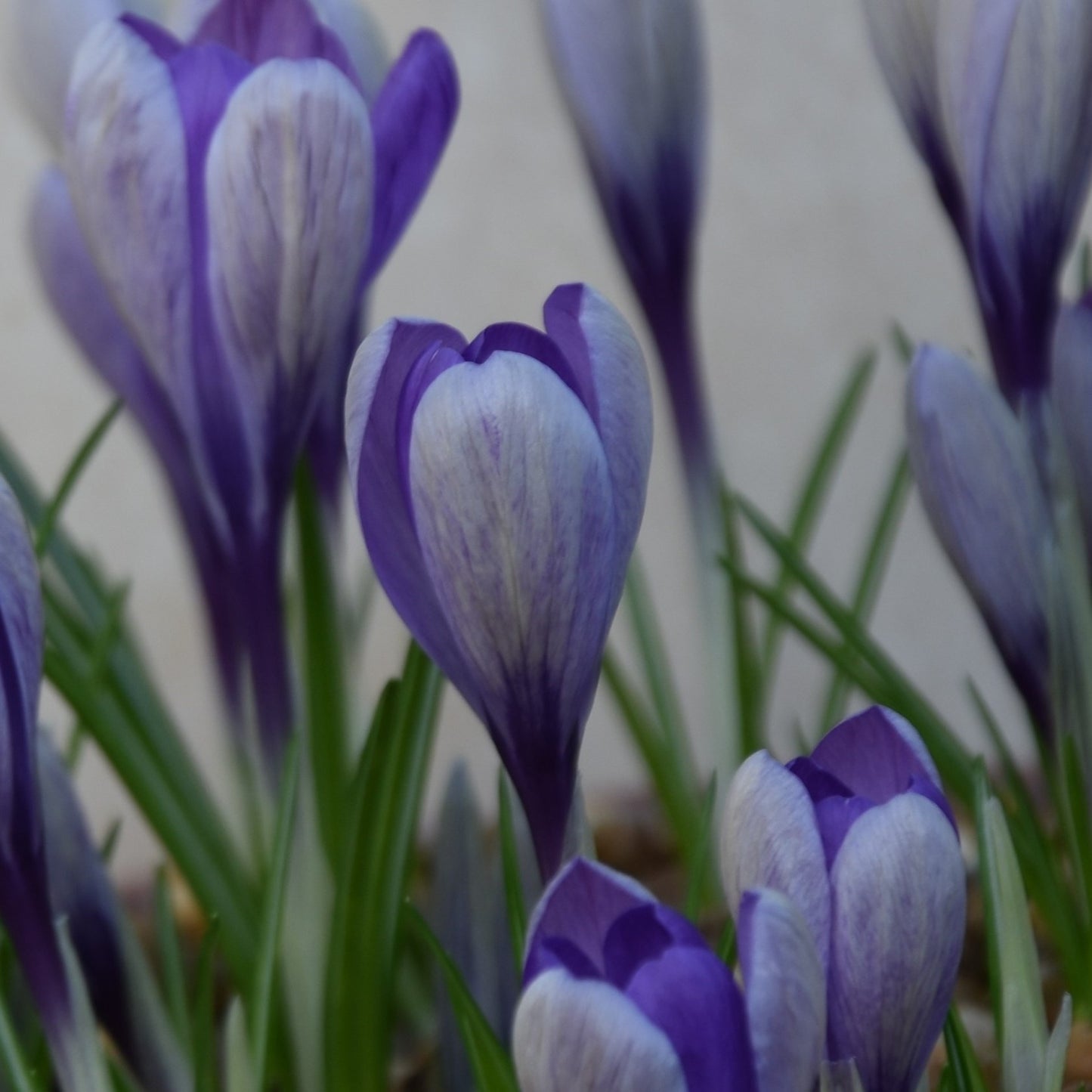 Crocus Yalta (tommasinianus x vernus)