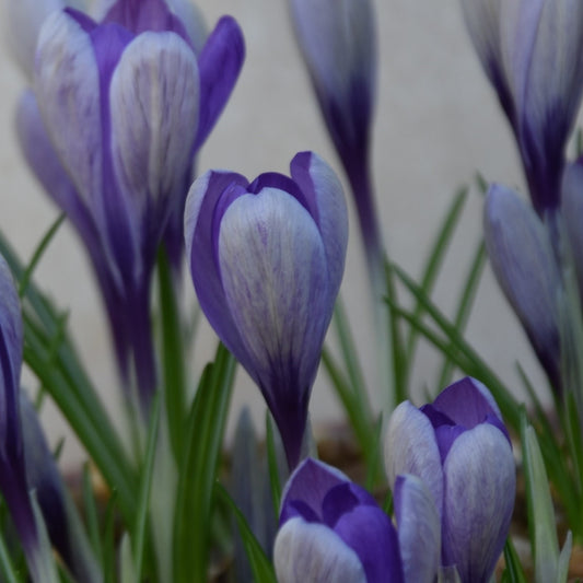 Crocus Yalta (tommasinianus x vernus)