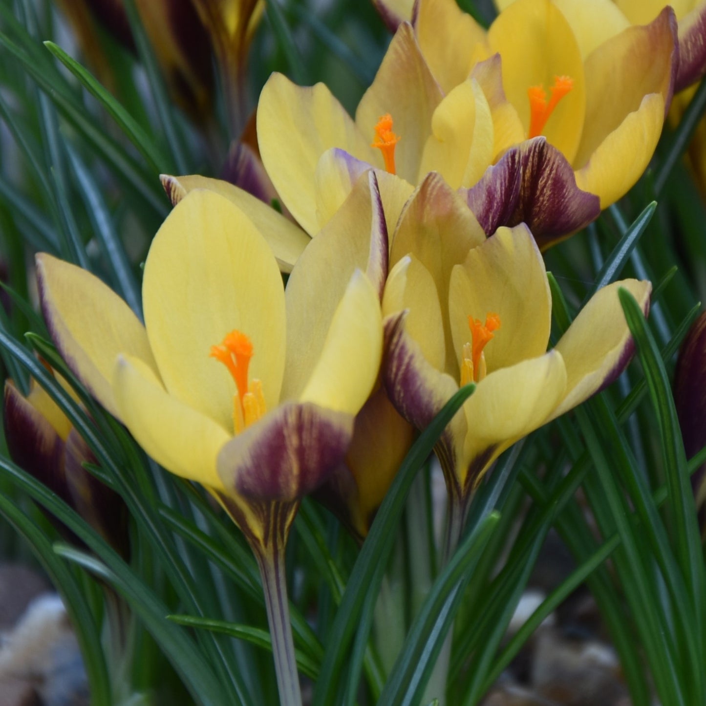 Crocus Advance