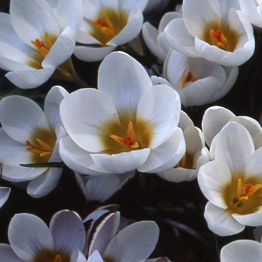 Crocus Ard Schenk