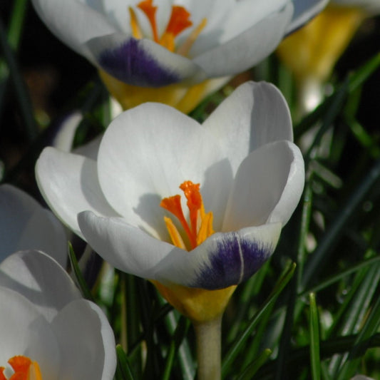 Crocus Blue Bird