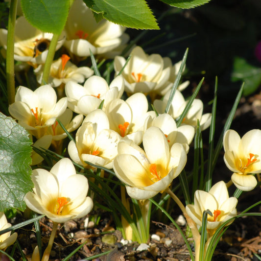 Crocus Cream Beauty