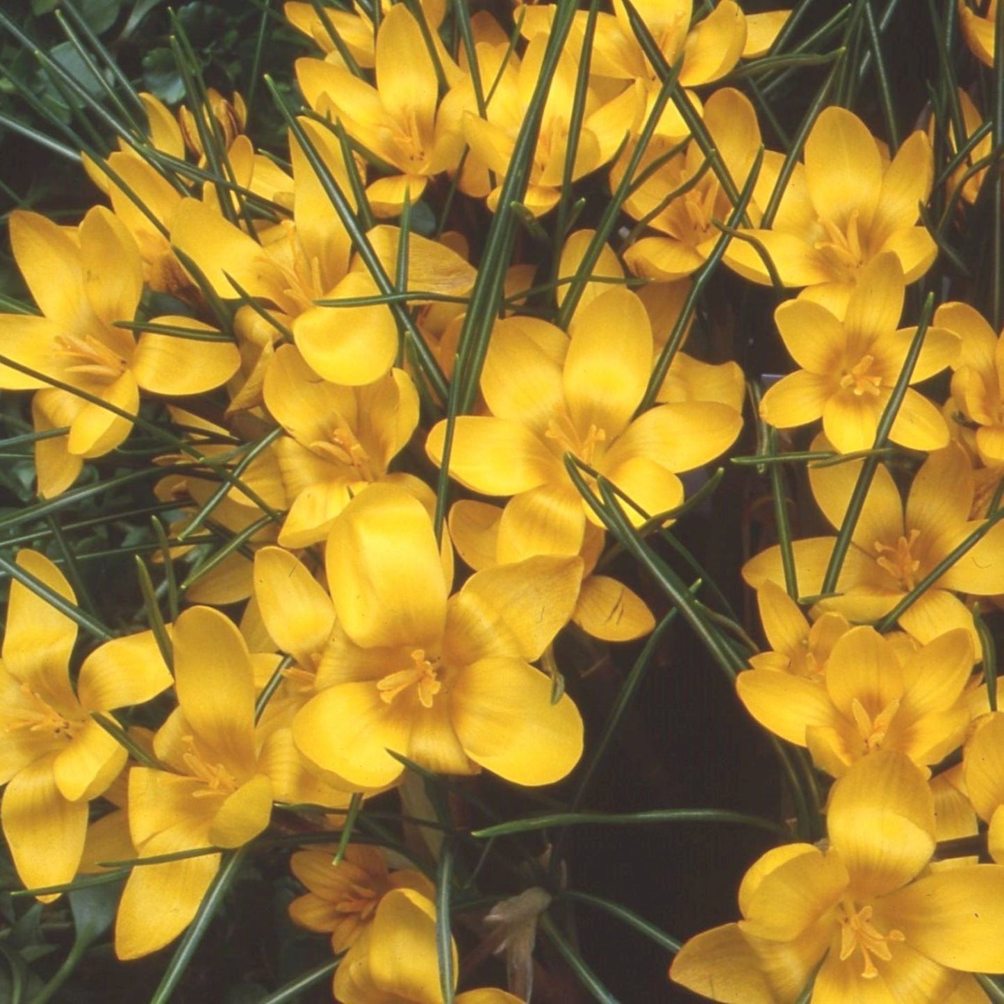 Crocus Dorothy