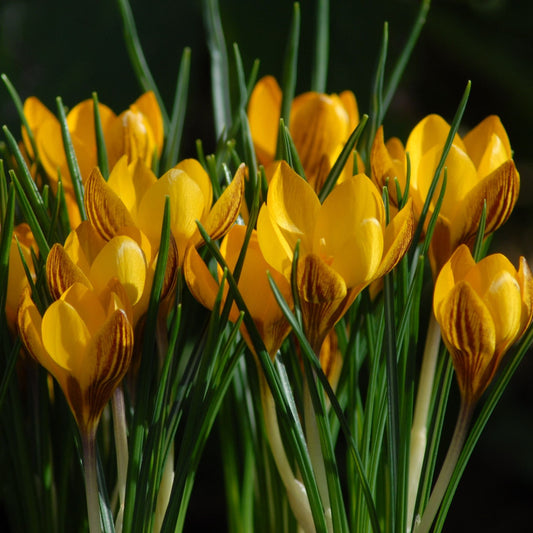 Crocus Fuscotinctus