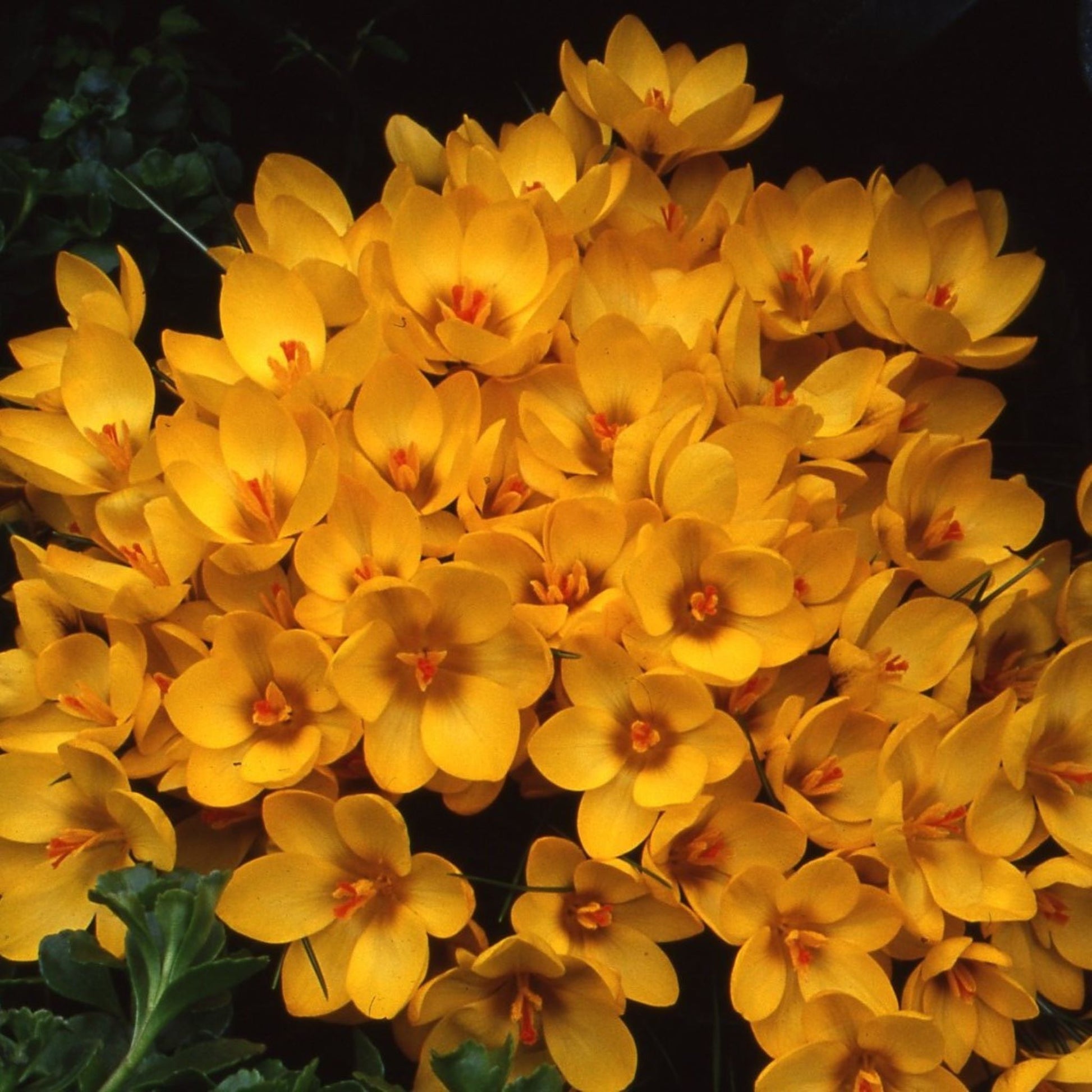Crocus Goldilocks