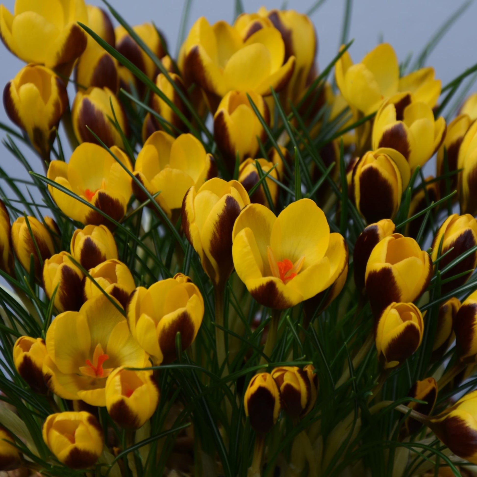 Crocus Herald