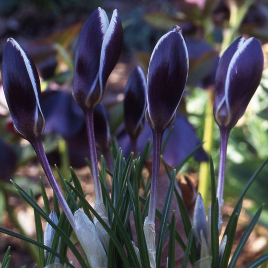 Crocus Ladykiller