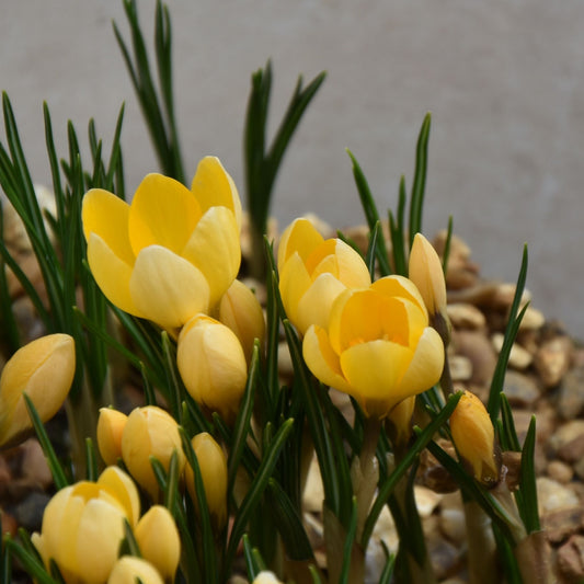 Crocus Romance