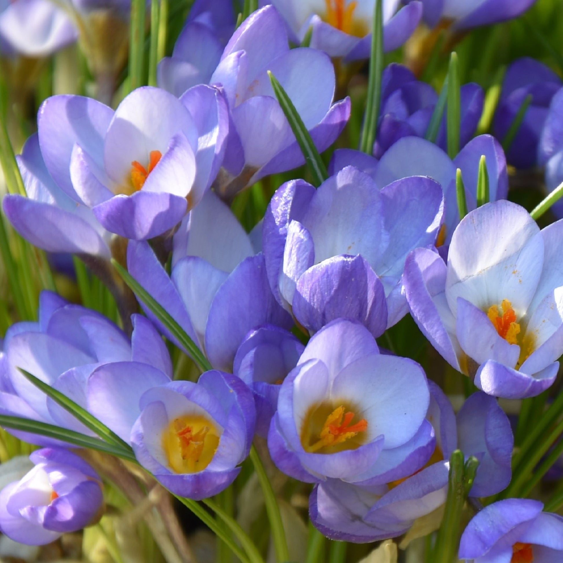 Crocus Zenith