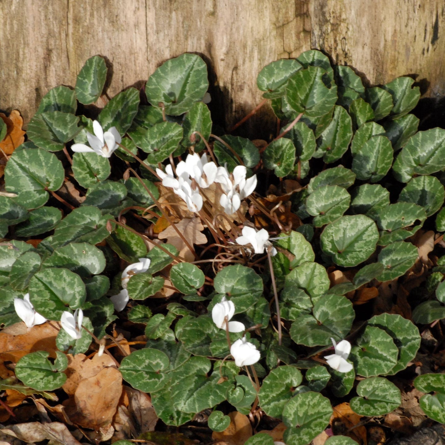 Cyclamen cilicium forma album