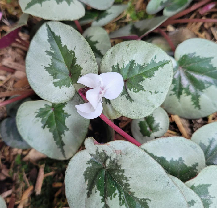 Cyclamen coum 'Christmas Tree Group'
