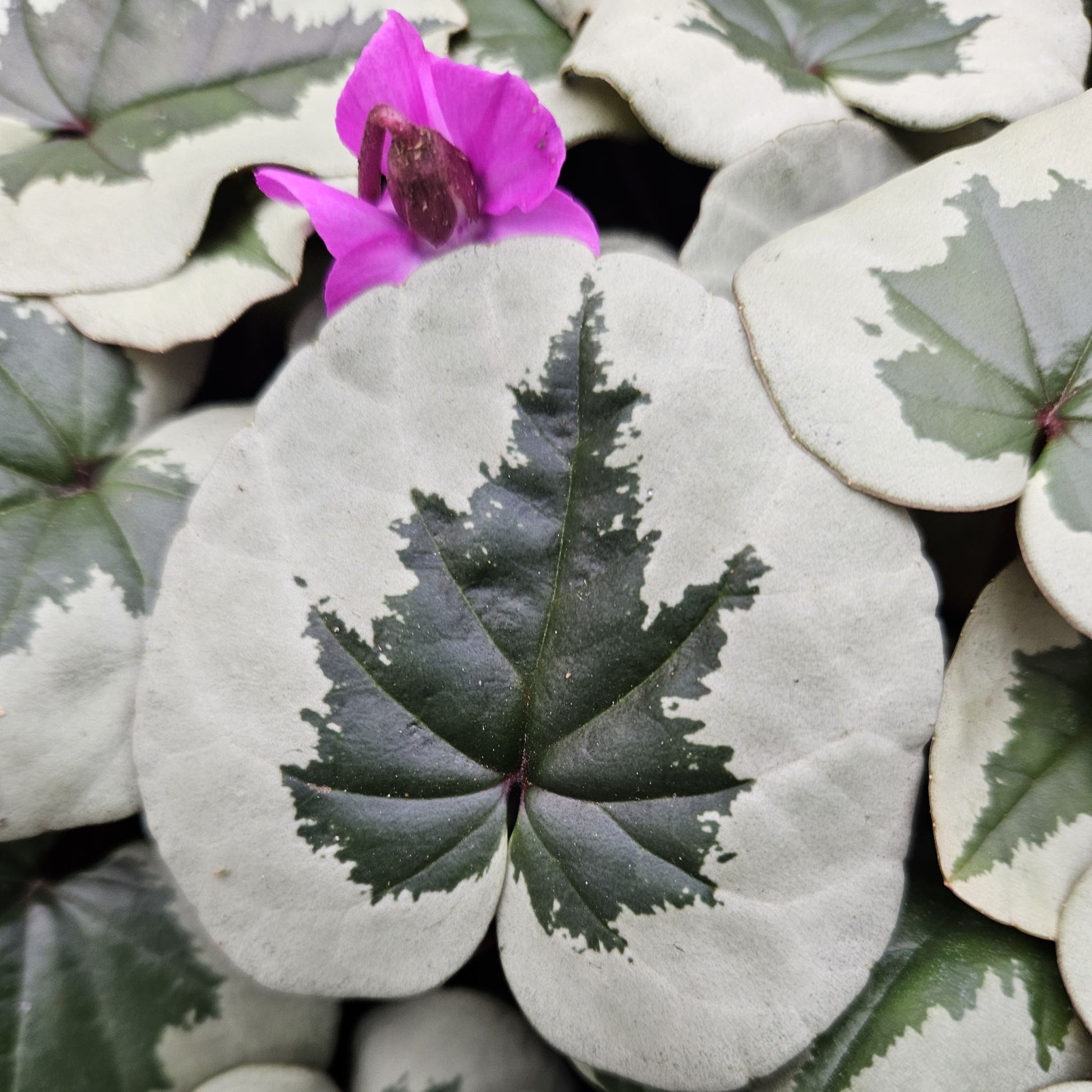 Cyclamen coum 'Christmas Tree Group'
